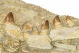Fossil Mosasaur (Prognathodon) Upper Jaw in Situ - Morocco #325605-5